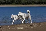SIBERIAN HUSKY 593
